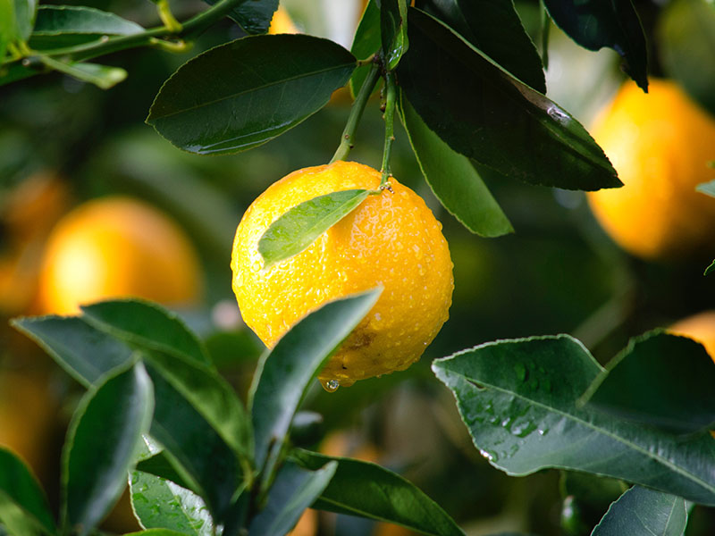 rimedi_naturali_per_combattere_influenza_e_raffreddore